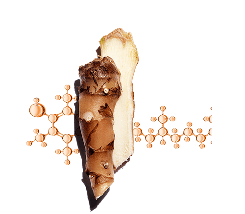 Duo af ekstrakt af galangarod + E-vitamin, der er med til at beskytte mod oxidativ stress, aldring og tab af hudens skær